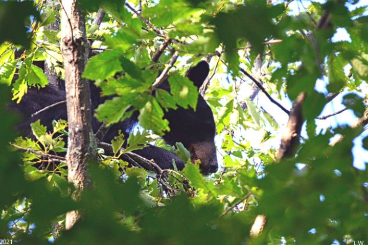 Momma Black Bear Up In A Tree - Lisa Wooten Photography