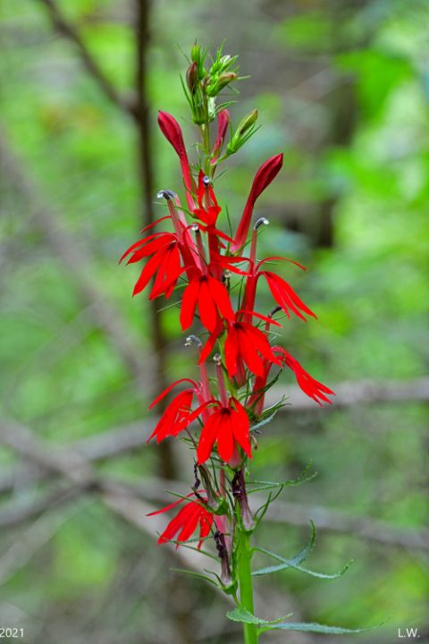 Red Cardinal Flower - Lisa Wooten Photography