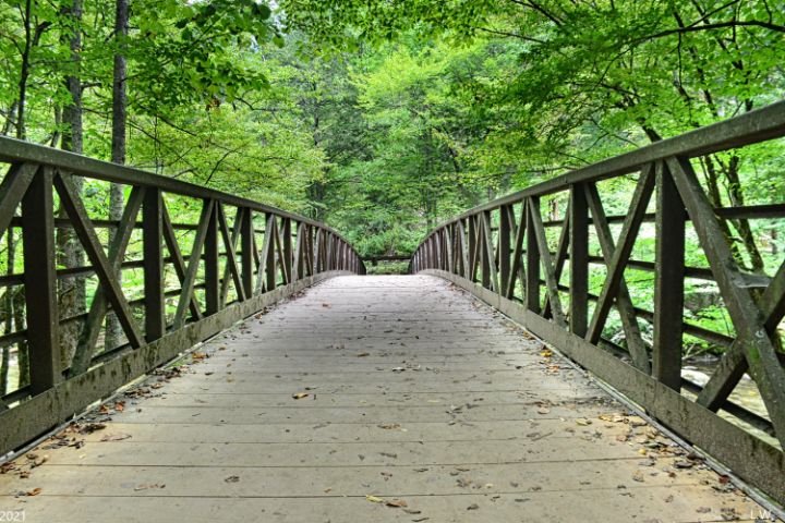 A Bridge Leading To The Forest - Lisa Wooten Photography