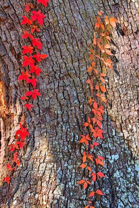 Poison Ivy In The Fall - Lisa Wooten Photography