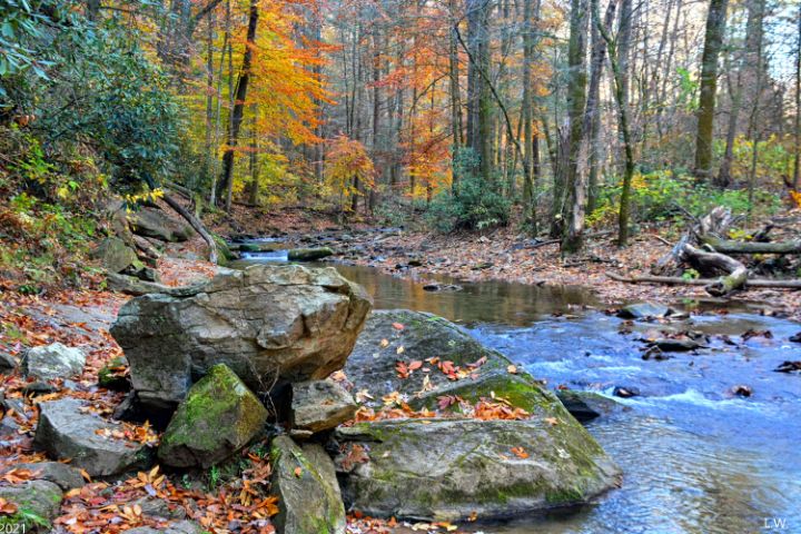 Little Bradley Trail In Autumn - Lisa Wooten Photography