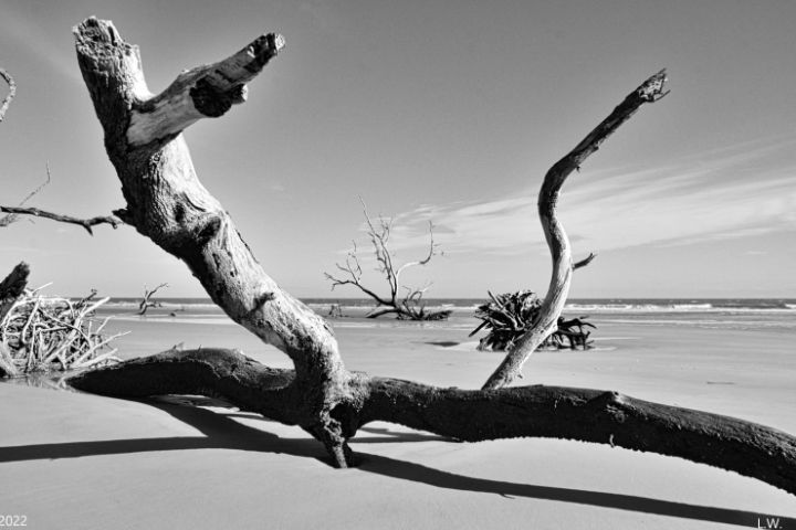 Hunting Island Driftwood Black And W - Lisa Wooten Photography
