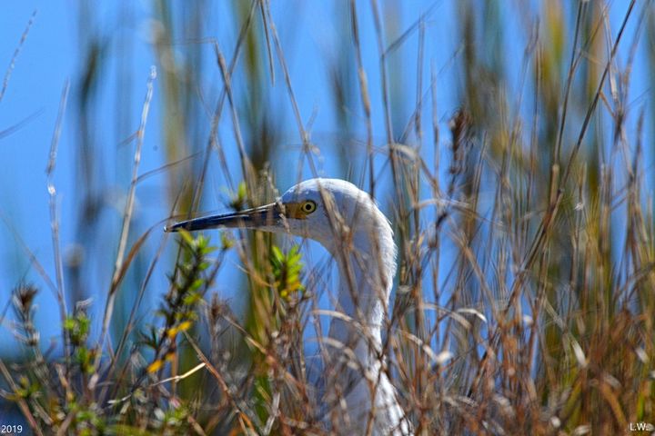 Egret Hiding In The Reeds 2 - Lisa Wooten Photography