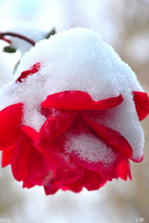 Elegance of Winter Flower Arrangement in Greenville, OH - HELEN'S