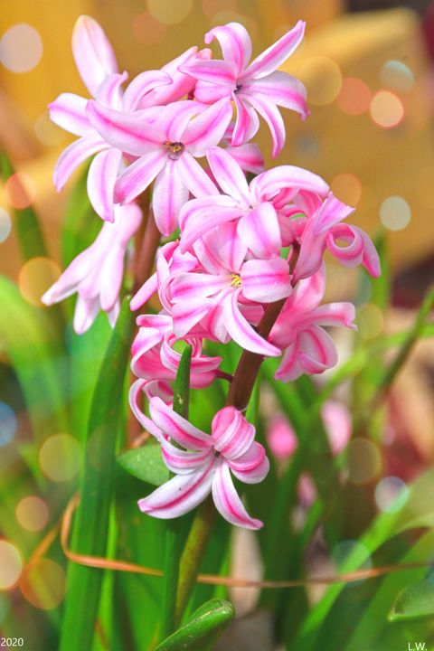 Pink Hyacinthus - Lisa Wooten Photography