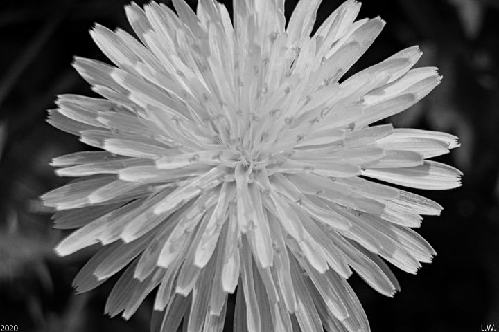 Dandelion Black And White - Lisa Wooten Photography