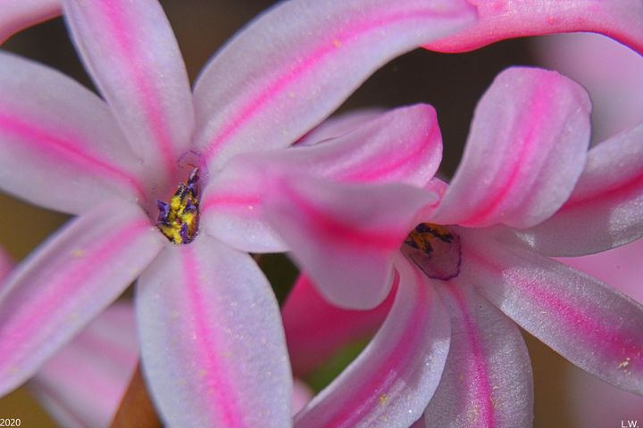 Hyacinthus Flower - Lisa Wooten Photography