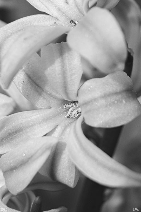 Hyacinth Vertical Black And White - Lisa Wooten Photography