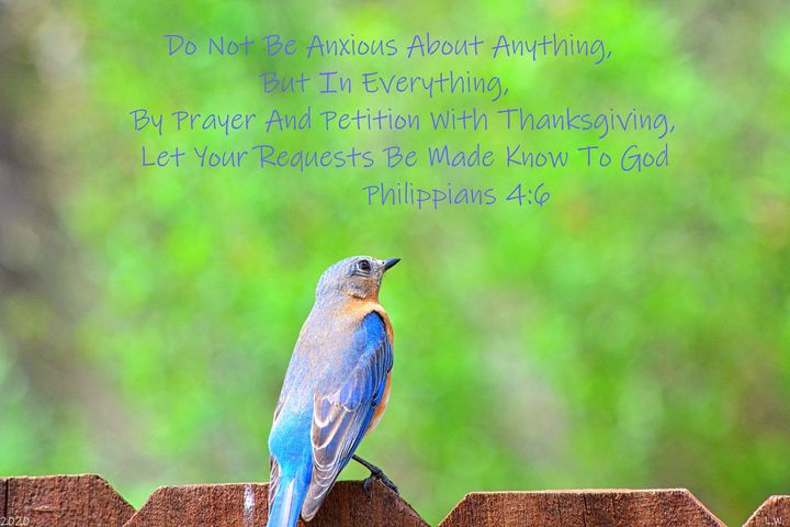 Perched Bluebird Philippians 4:6 - Lisa Wooten Photography