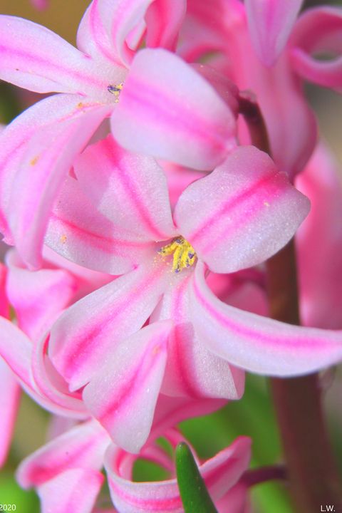 Double Hyacinth Vertical - Lisa Wooten Photography
