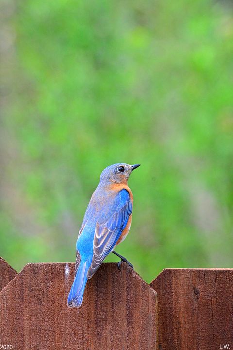 Perched Bluebird Vertical - Lisa Wooten Photography