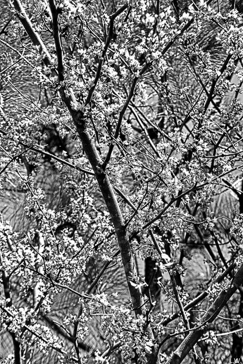 Cherry Tree Abstract Black And White - Lisa Wooten Photography