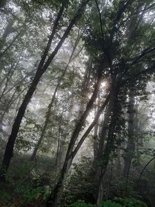 Forest fog