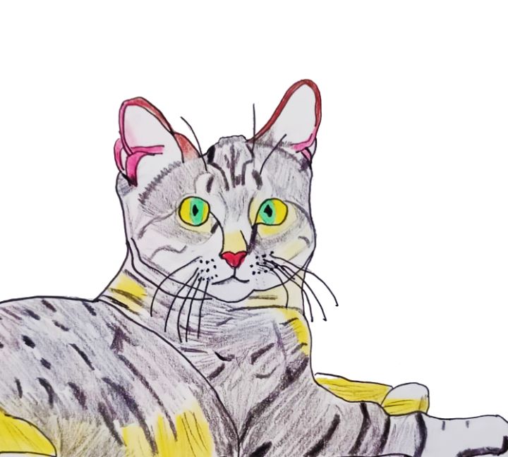 cat drawing - Sarah Renae Clark - Coloring Book Artist and Designer