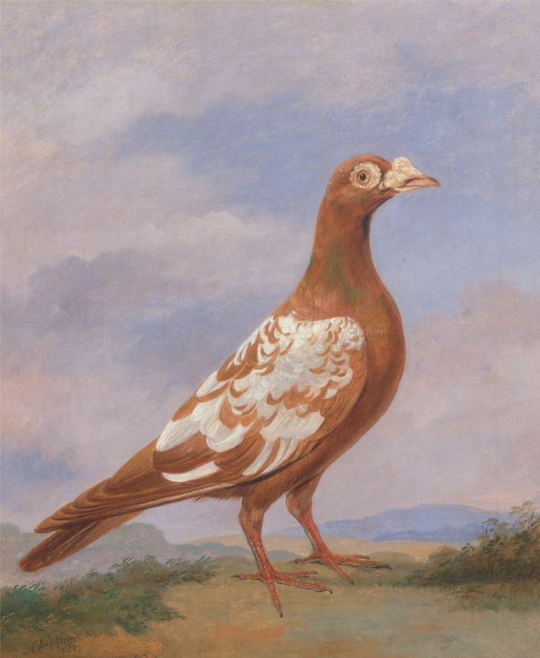 Dean Wolstenholme~Red pied carrier - Old master