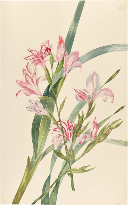 DRUMMOND, MARY BOTHWELL HOME~Gladiol - Old master