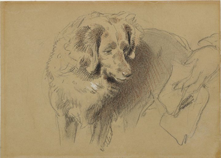 Edwin Landseer~Study of a Dog - Old master