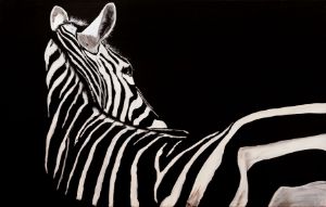 Zebra backside