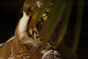 EYE OF THE TIGER - Tezza's fine art photography