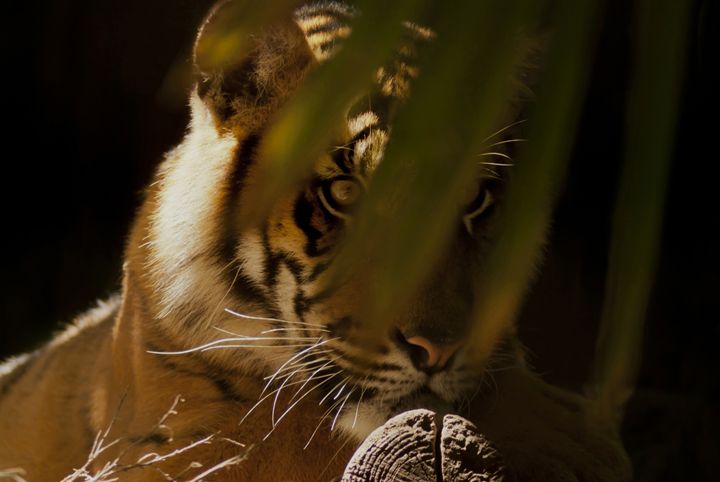 EYE OF THE TIGER - Tezza's fine art photography