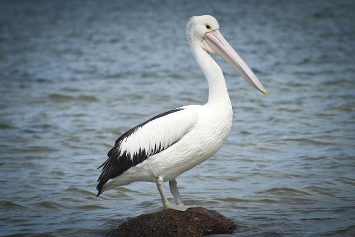 PELICAN - Tezza's fine art photography