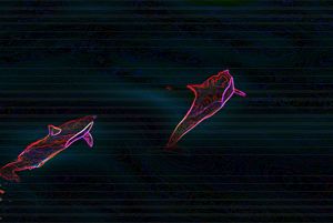 DOLPHINS - Tezza's fine art photography