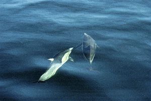 DOLPHINS - Tezza's fine art photography