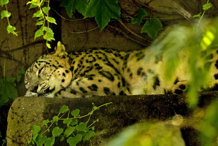 CAT NAP - Tezza's fine art photography