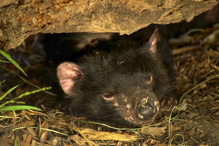 TASSIE DEVIL - Tezza's fine art photography