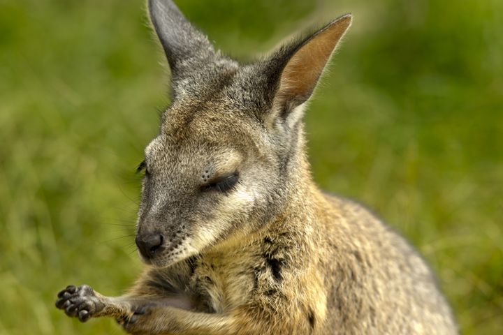 WALLABY - Tezza's fine art photography