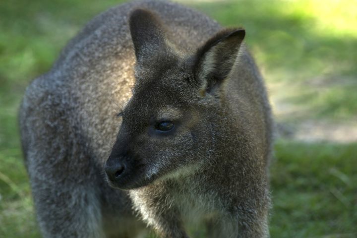 WALLABY - Tezza's fine art photography