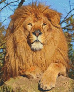 "King of the Serengeti" MicroMosaic - Andrew Hay