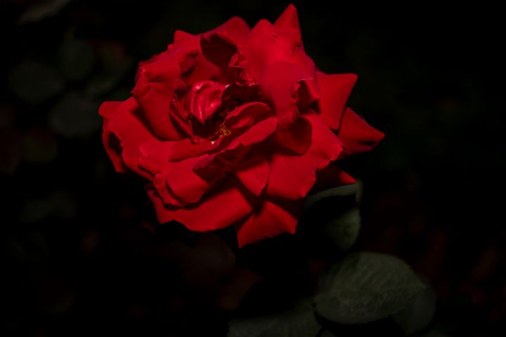 Red Rose in the Dark - NatureBlooms - Photography, Flowers, Plants ...