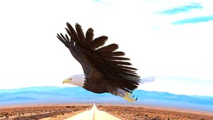 Eagle Over A Lonely Road
