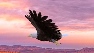 Eagle At Sunset