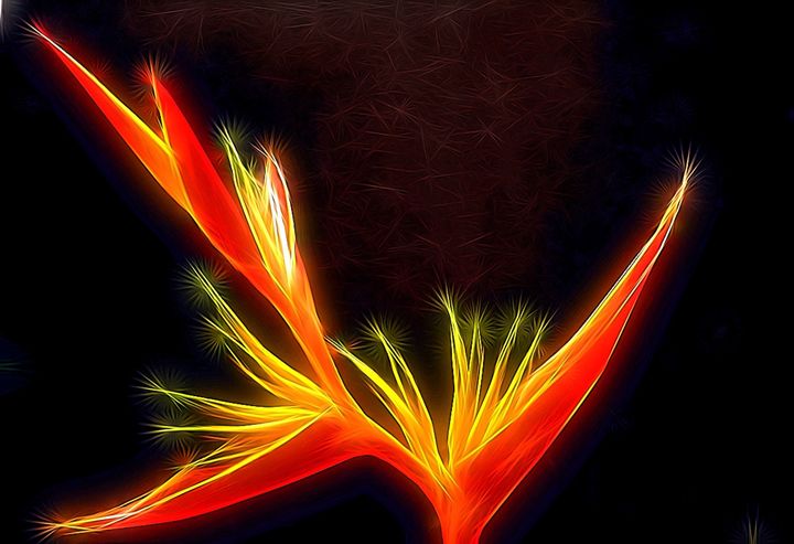 Bird's of Paradise - Karen Scotting Designs