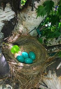 Robins eggs