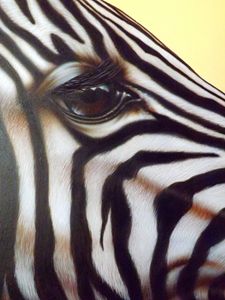 Eye of the Zebra