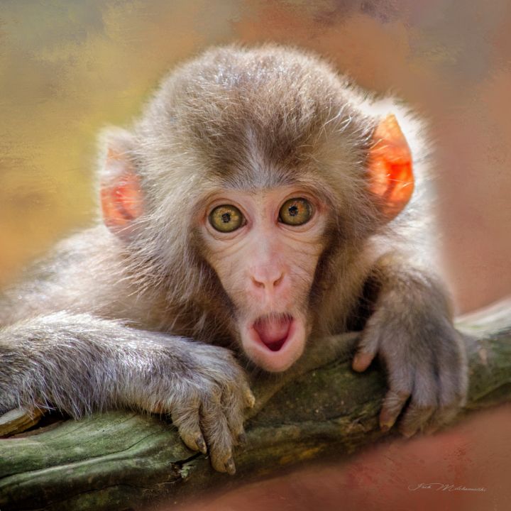 Rhesus Macaque Monkey - Jack Milchanowski - Digital Art & AI, Animals ...