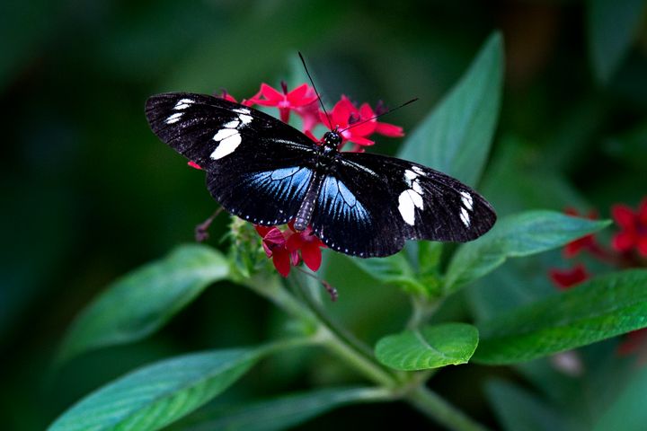Black And Blue Butterfly - Happy Little Pixels