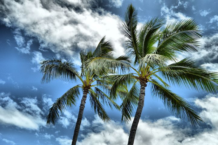 Tropical Paradise - Jenny Davis Photography