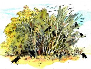 Nature - Crows Hiding In A Bush - Don Sylvester