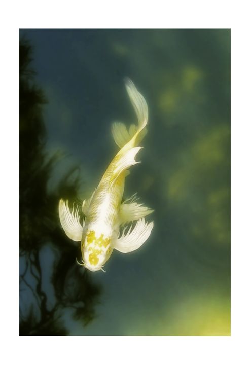 Koi Japanese Sailfin - G Photo Fine Art