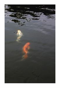 Koi Pair Japanese