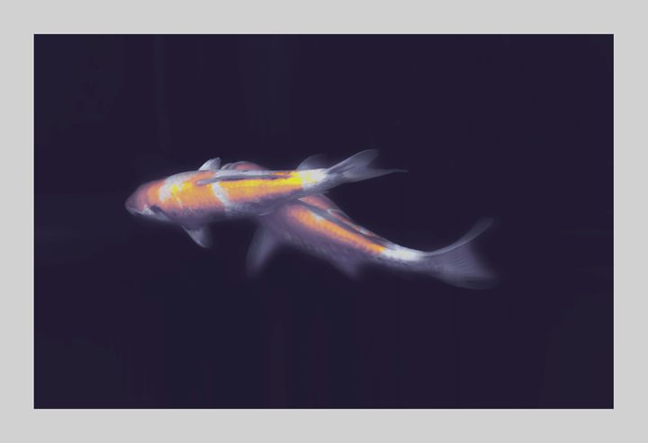Koi, Japanese - G Photo Fine Art