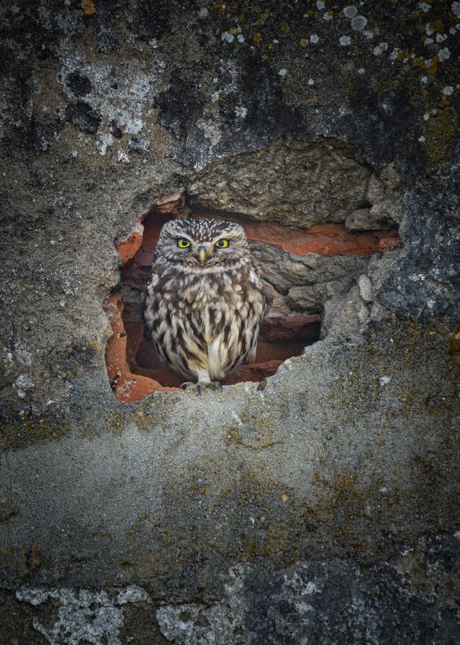 Little owl in a wall - Stephen Rennie Wildlife Photography