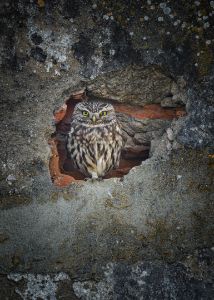 Little owl in a wall