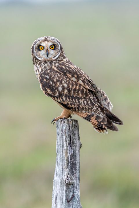Yellow eyes of Short eared owl - Stephen Rennie Wildlife Photography