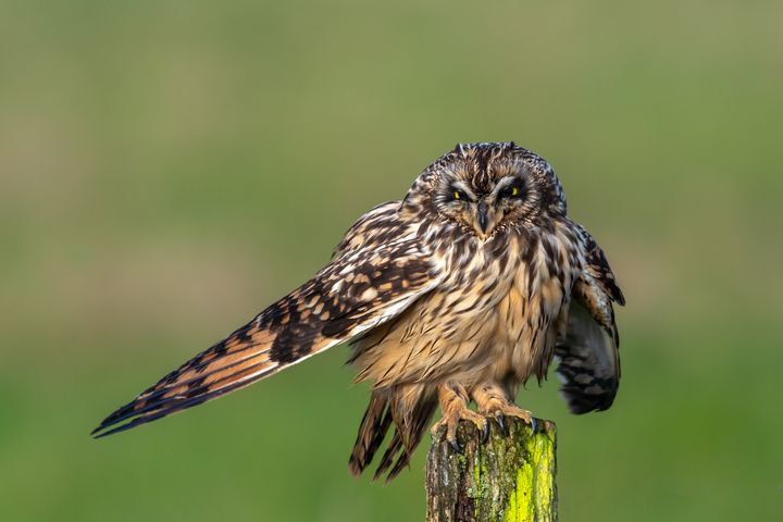 Short eared owl drying wings - Stephen Rennie Wildlife Photography