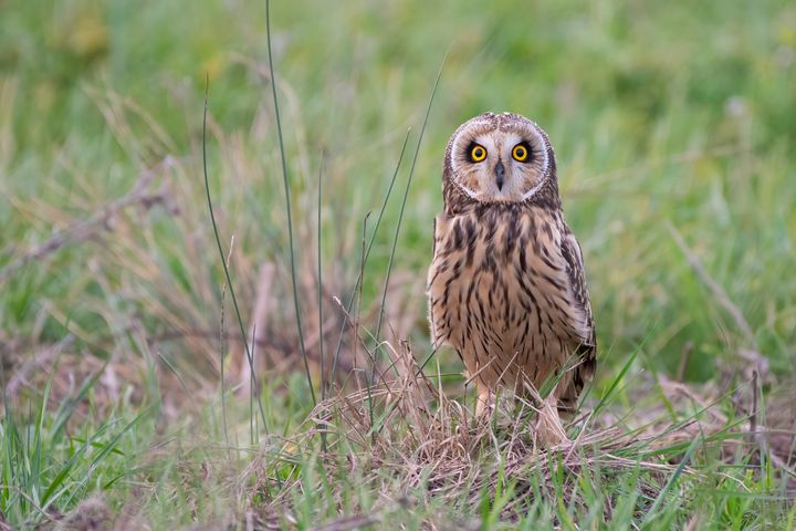 Bird of prey Short eared owl - Stephen Rennie Wildlife Photography